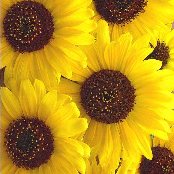 becksunflower